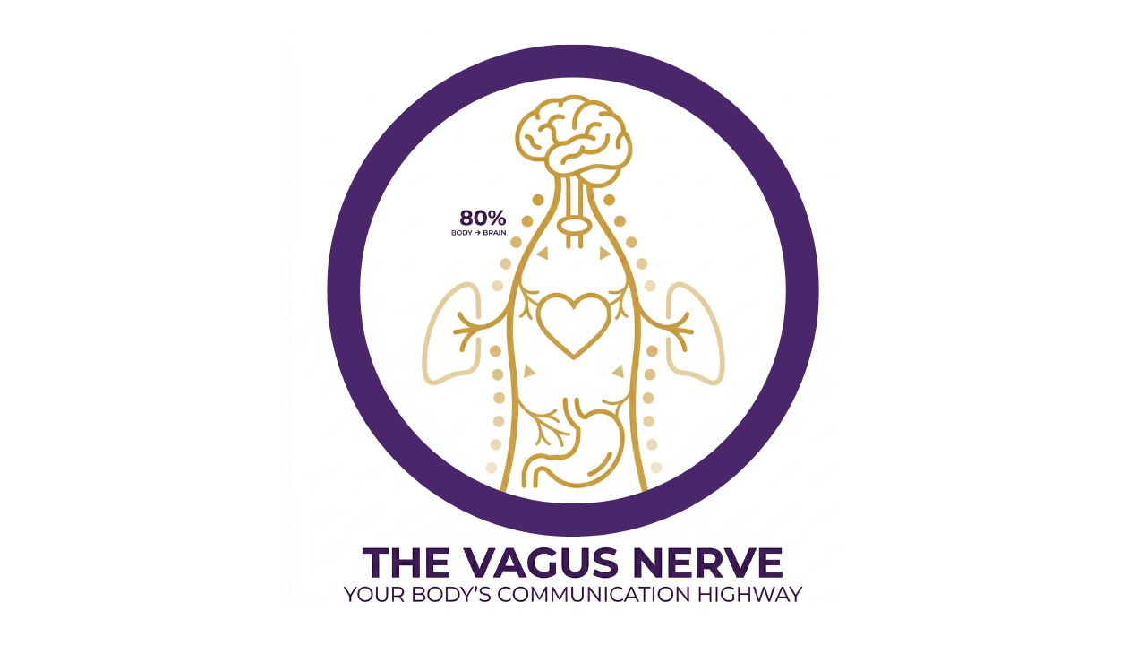 The vagus nerve and freeze response — how your nervous system triggers emotional shutdown during arguments